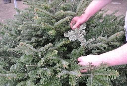 Christmas tree underside of branch